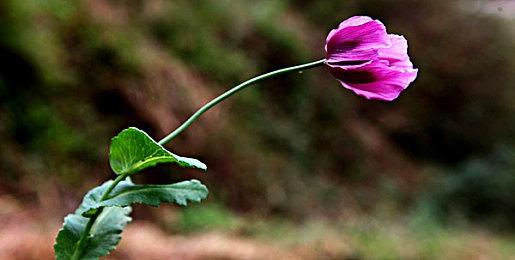 Steam新一周销量榜 《光环：无限》战役登顶